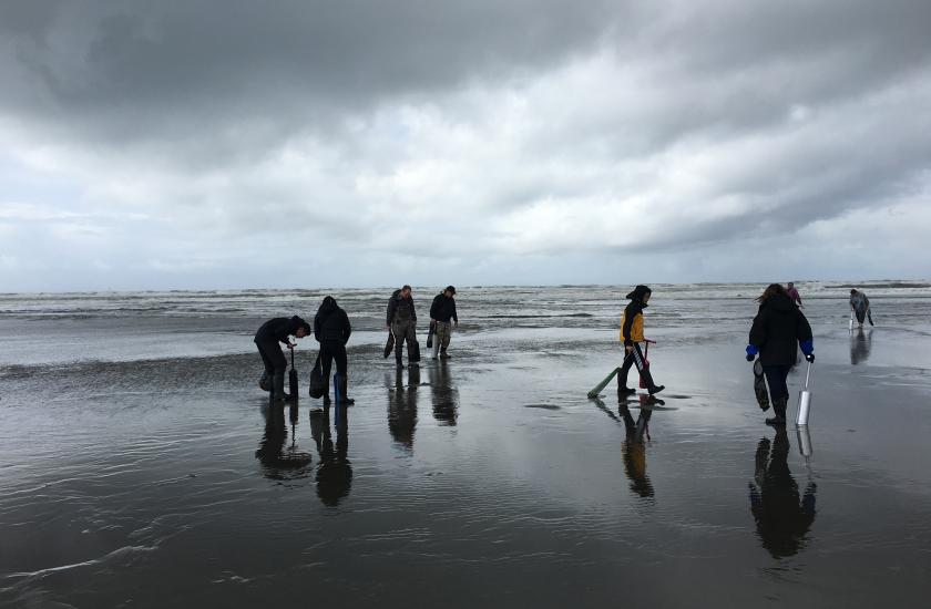 Diggers look for razor clams at low tide.