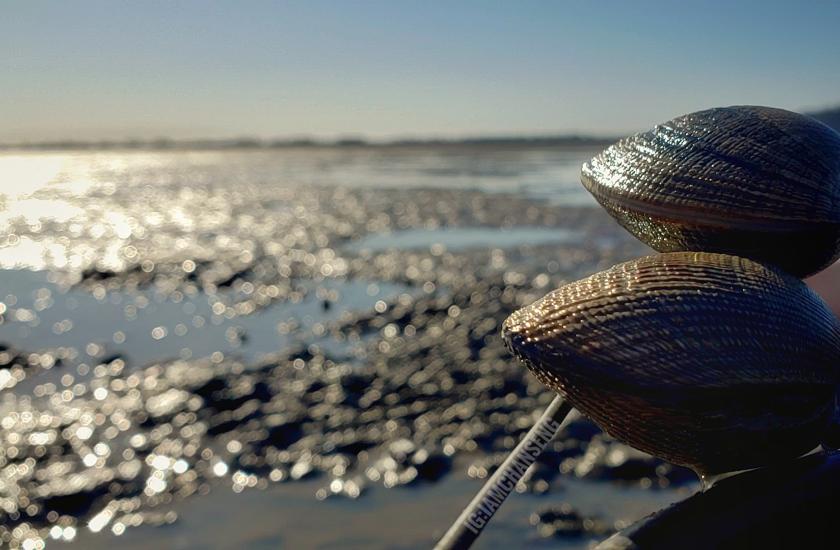 clams on a beach