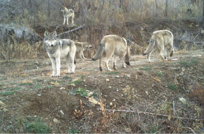 Five wolves in Eastern Washington. Photo by Sarah Bassing, University of Washington.
