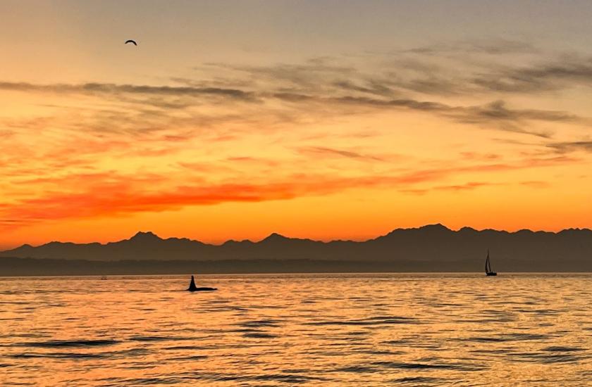 Orca at sunset off Golden Gardens park in Seattle