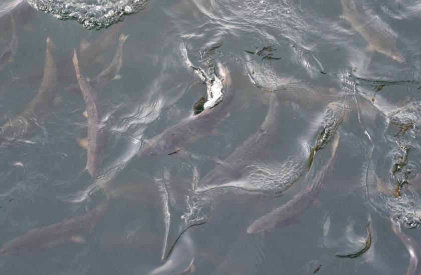 Salmon schooling in Puget Sound
