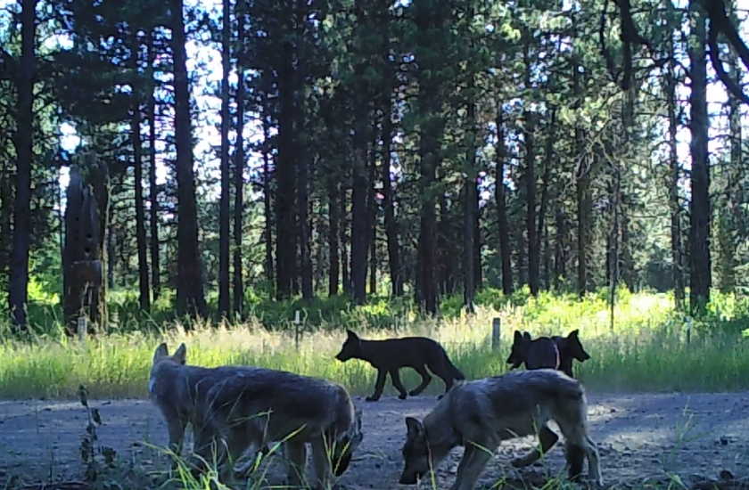 Six wolves on a dirt road in the woods