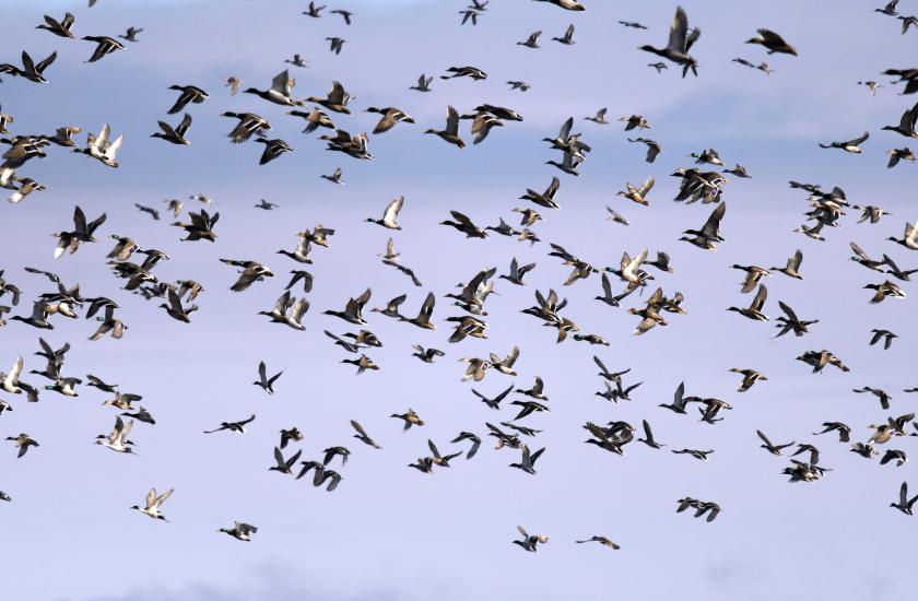 A flock of mallards and northern pintails in flight