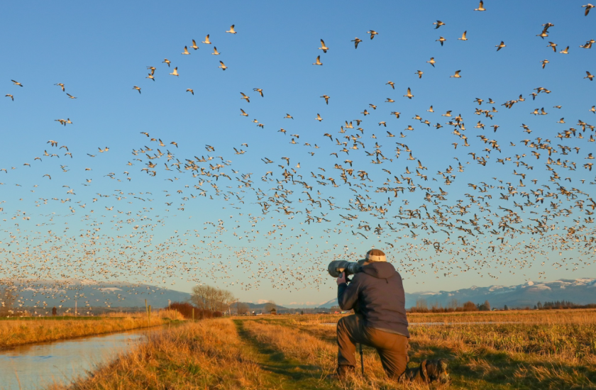 A photographer kneeling in a field looks through the camera at a flock of snow geese in flight