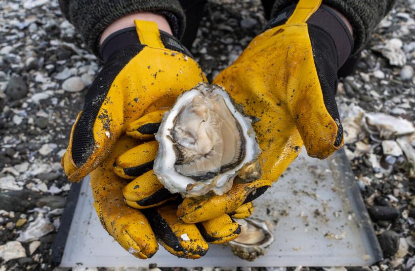 Halibut fishing season arrives in Washington