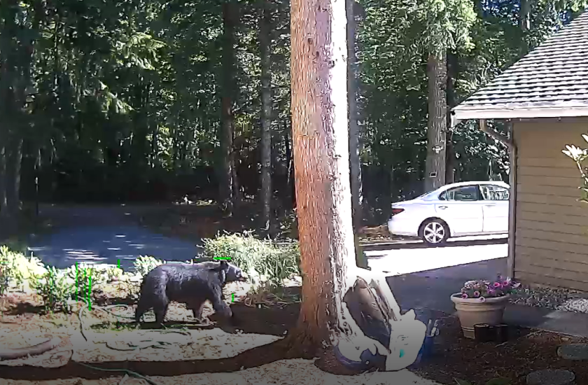 A screen shot of home surveillance camera footage showing a black bear walking through someone's front yard.