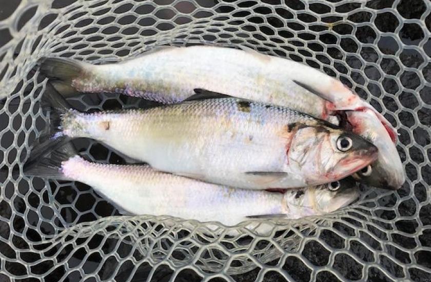 Shad caught in the Columbia River below Bonneville Dam