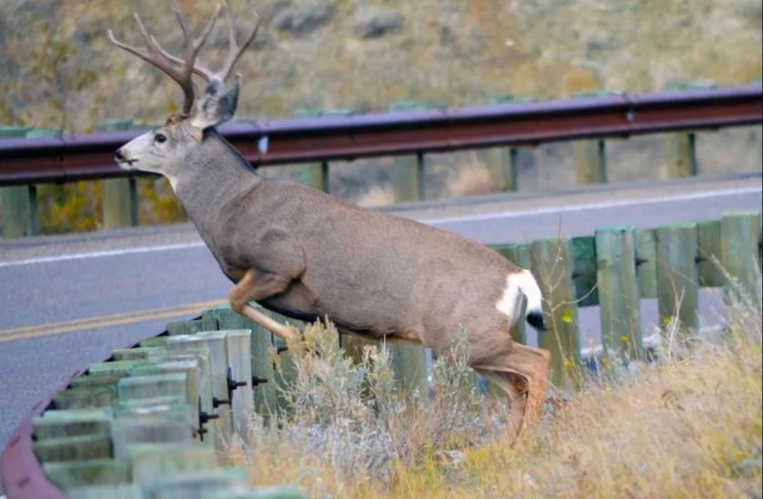 A mule deer buck jumping a metal guard rail onto a paved road.