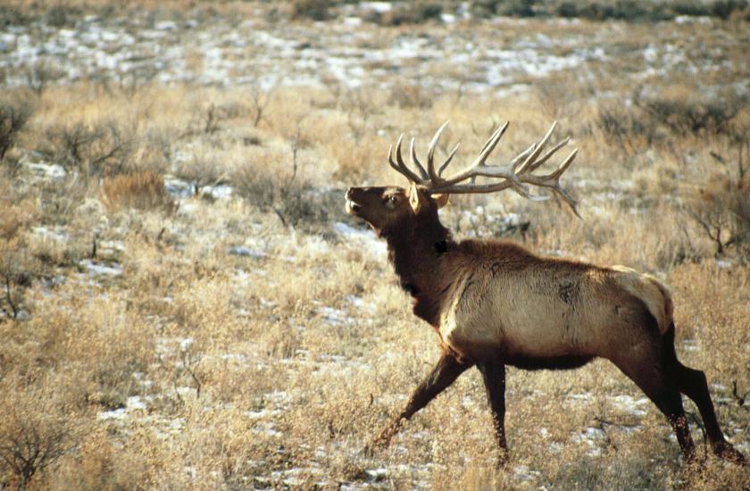A bull elk running through a dry field