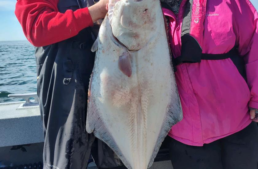 A nice halibut caught off Neah Bay