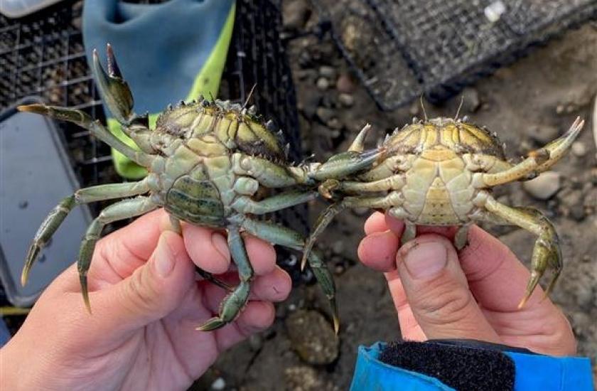 Female and male European green crabs