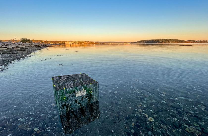 Mussel cage sits in shallow water near a beach