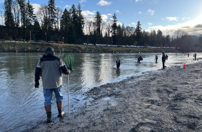 Harvesters dip net for smelt in the Cowlitz River.