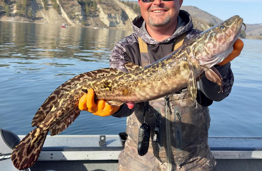 A burbot caught during the winter in Eastern Washington