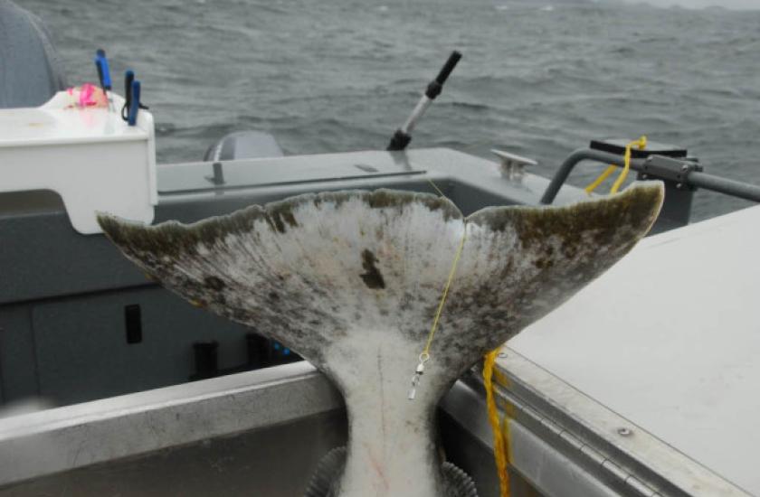 Tail of a halibut that was caught in the ocean