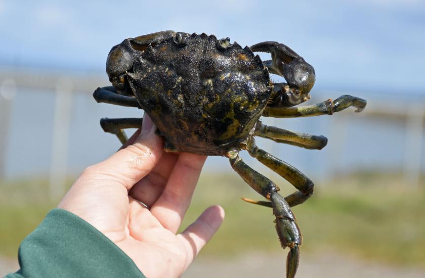 A large invasive European green crab captured on Washington Coast.