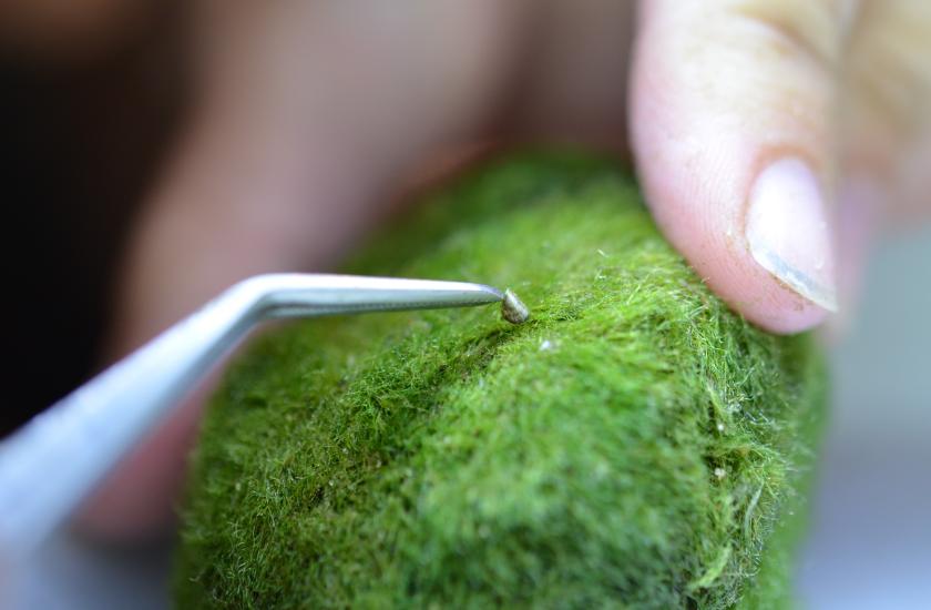 Moss ball with invasive zebra mussel. August 2024. Photo by WDFW