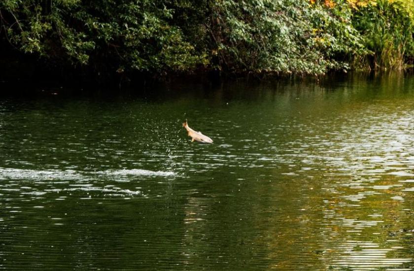 Salmon jumping in Whatcom Creek in downtown Bellingham