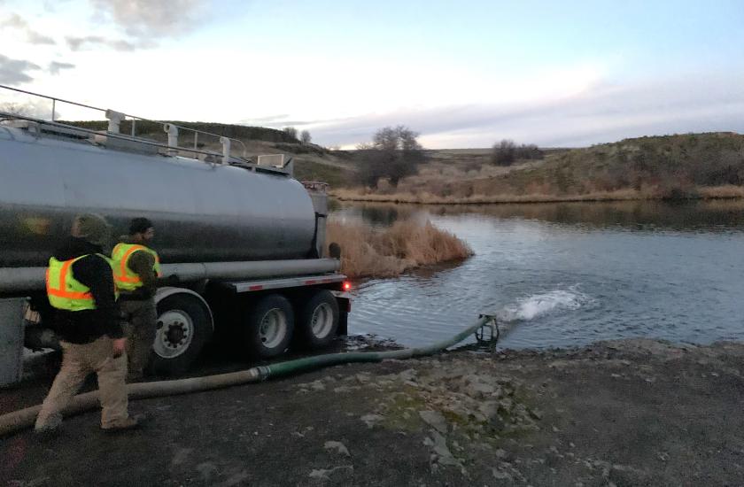 Juvenile hatchery steelhead being planted in Rock Lake