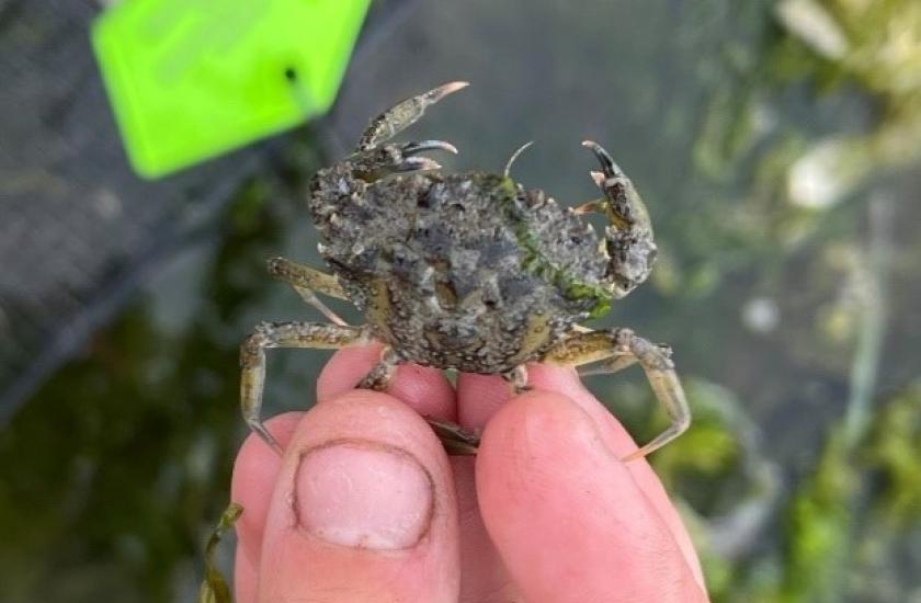 European green crab caught at Races Cove in May 2025