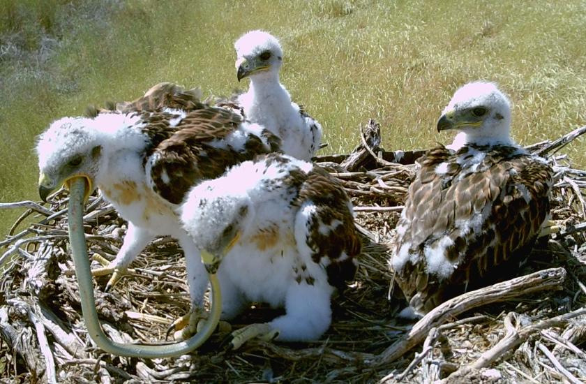 Four hawks in a nest, two of them eating either end of a snake.
