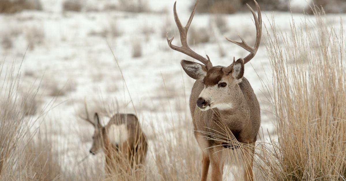 WDFW hosts public meeting to discuss mule deer management concerns in