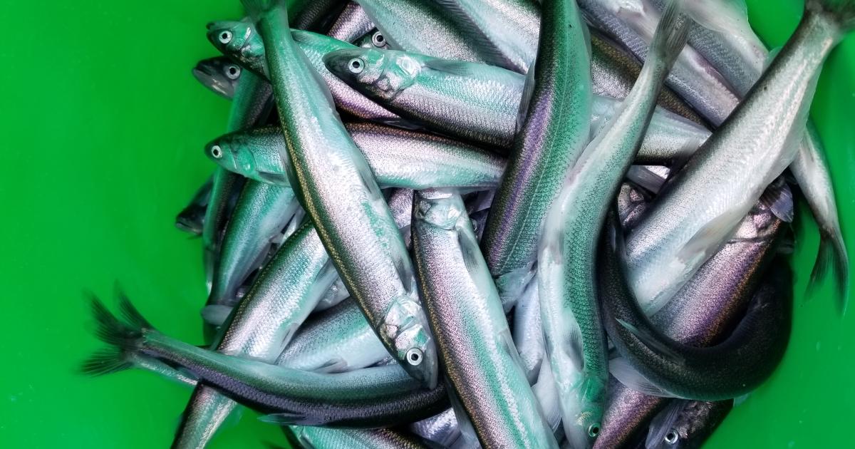 One-day smelt dip net fishery announced for Cowlitz River on March 5th