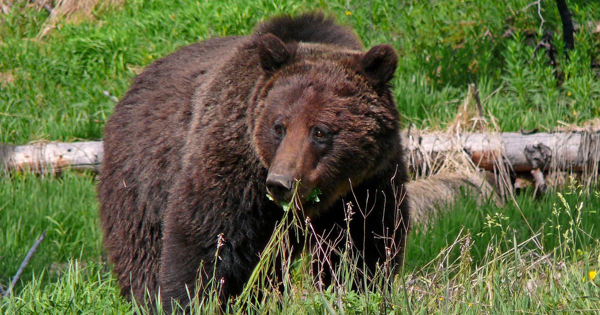 Statement On NPS And USFWS Final EIS For Restoring Grizzly Bears To The ...