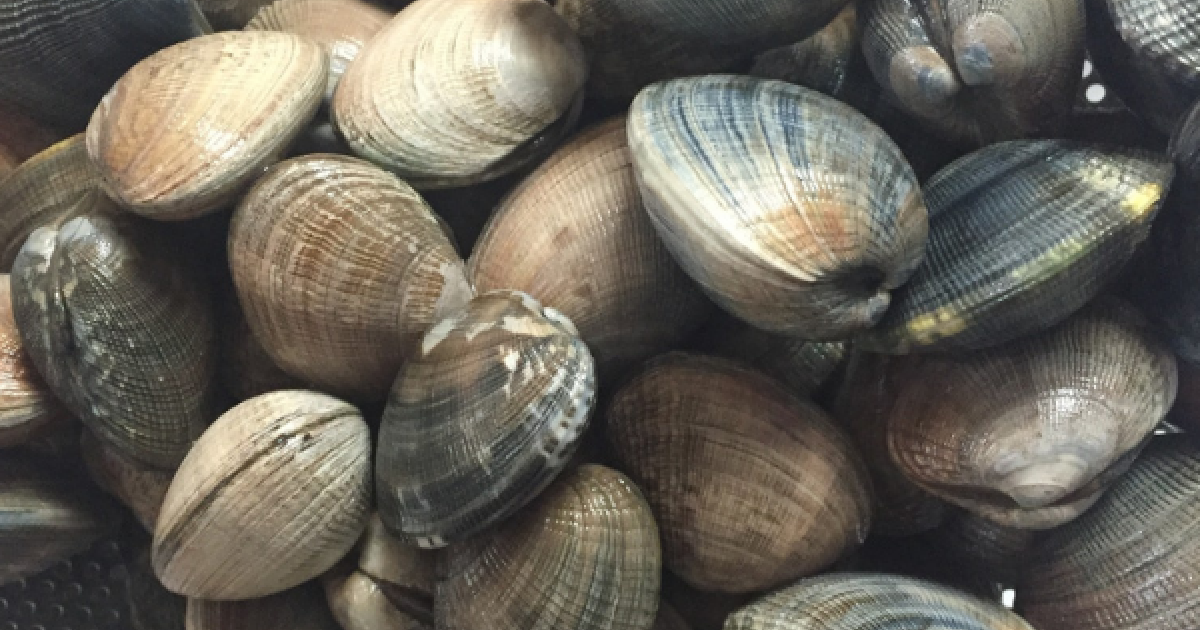 Best time for Clam Digging in Hong Kong 2024 - Best Season 