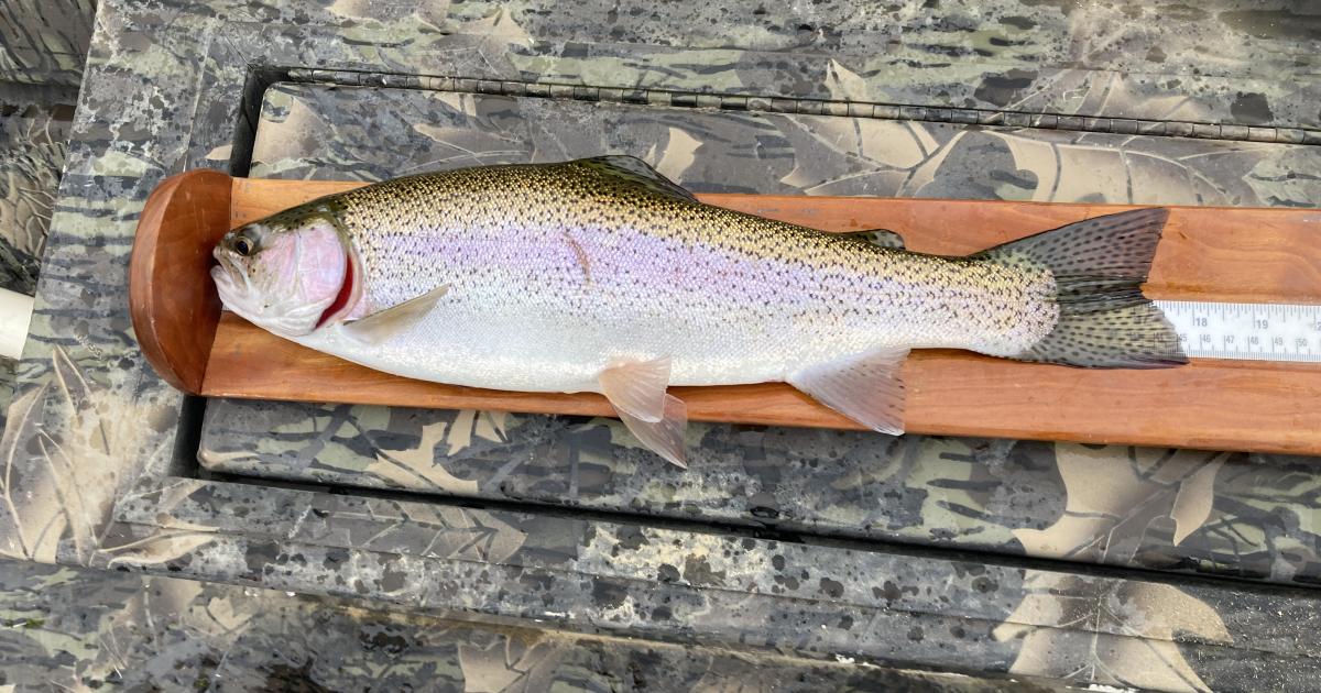 Score a different deal with Black Friday trout fishing