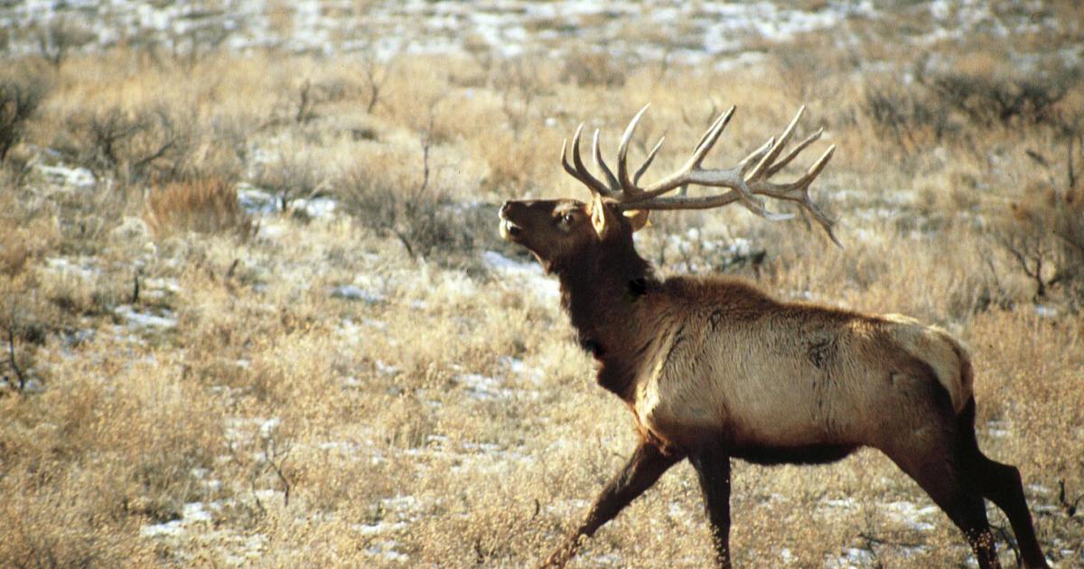 How to exchange an elk tag online