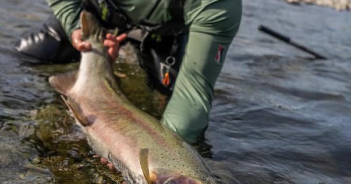 The steelhead fishery will open Feb. 3 on the Skagit and Sauk Rivers