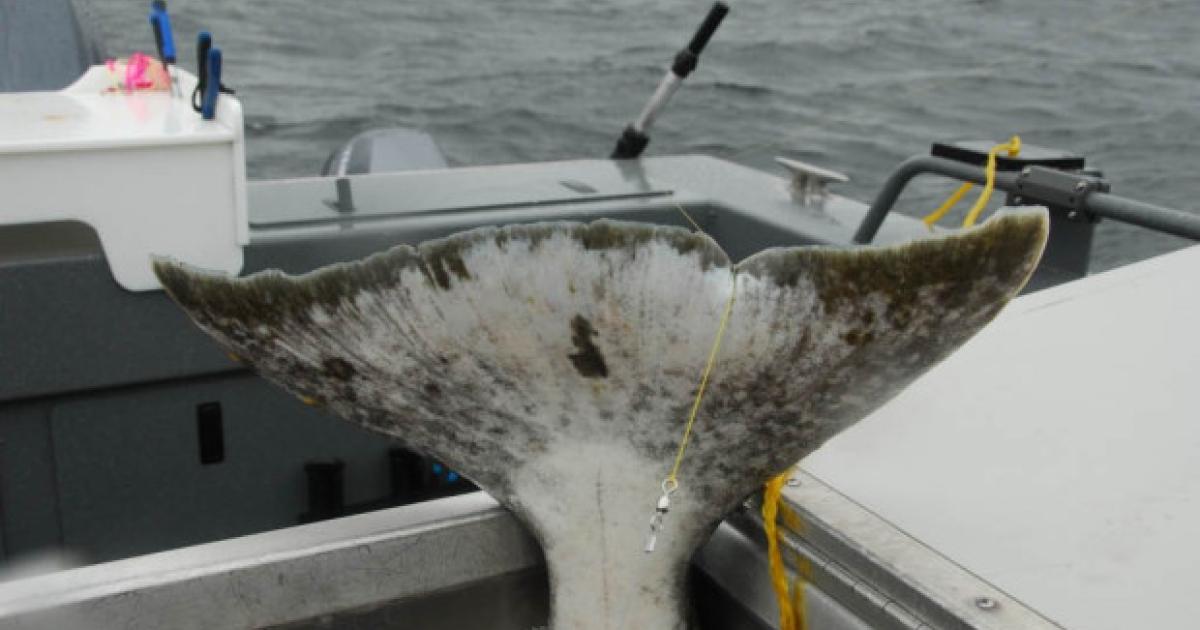 Washington Coast Halibut Fishing with Electric Reels on Marine