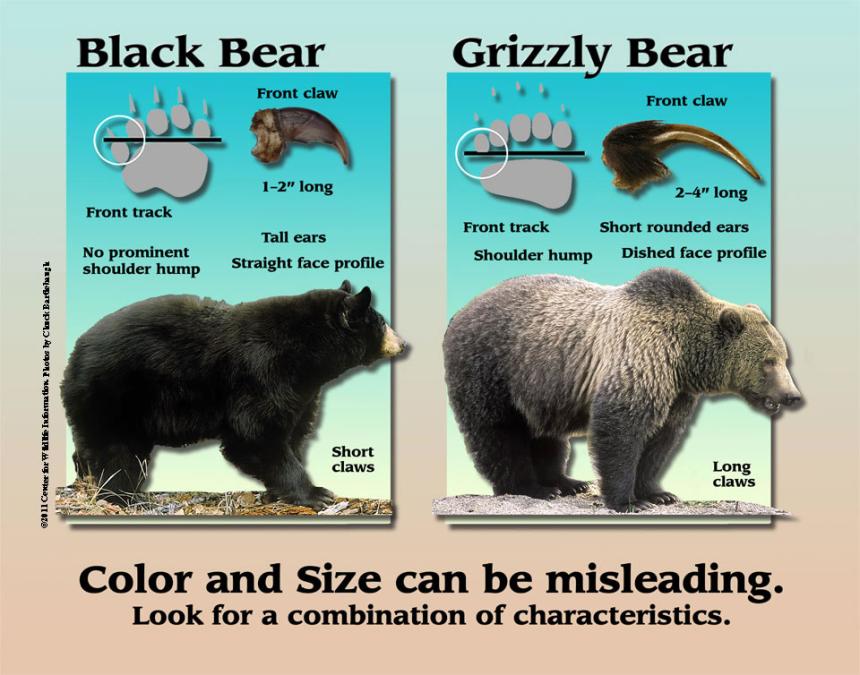 Side by side comparison of black bear and grizzly bear physical characteristics