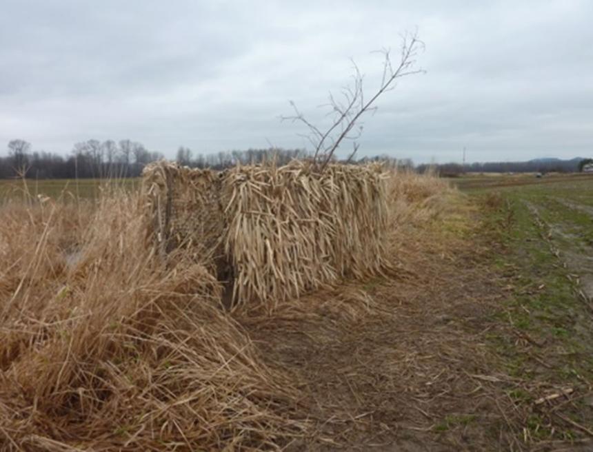 Hunting blind in agricultural field. 
