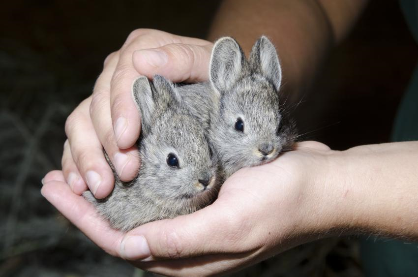 Two pygmy rabbits being held in the palm of the hand
