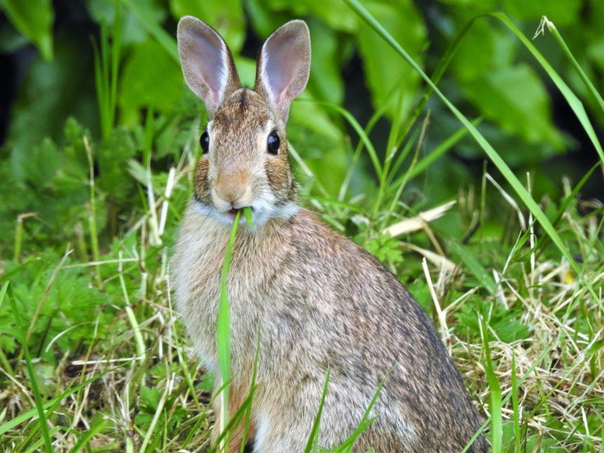 Rabbit sitting in the grass, ears forward, and looking into the camera