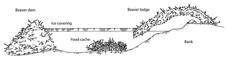 Diagram showing where the food cache is in relation to the dam and the lodge