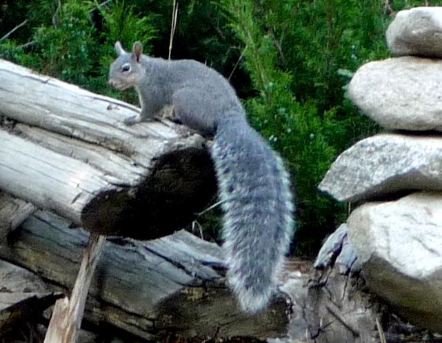 Western gray squirrel sitting on a dead tree trunk in the forest