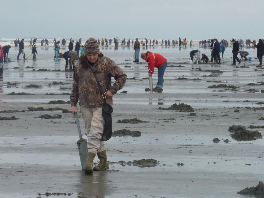 A crowd of razor clammers digging at Twin Harbors Beach