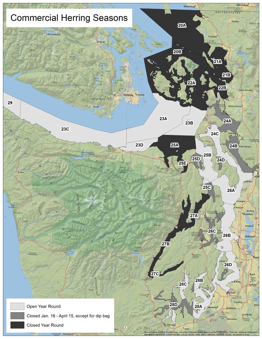 Commercial Puget Sound herring season map