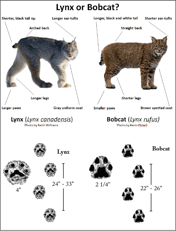 The Canadian Lynx is medium sized cat (family Felidae) that lives in Canada  and the Northern USA (including Alaska). They have long legs and large  broad paws that are covered in fur.