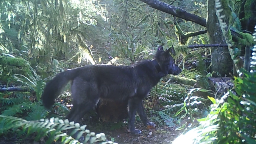 Trail cam photo of a black collared wolf in the woods