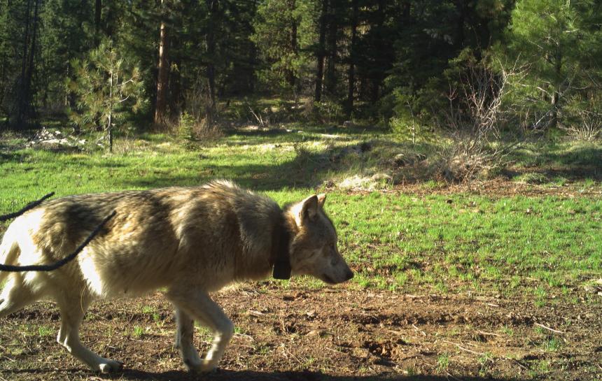 Light brown and tan collared wolf walking in an open area