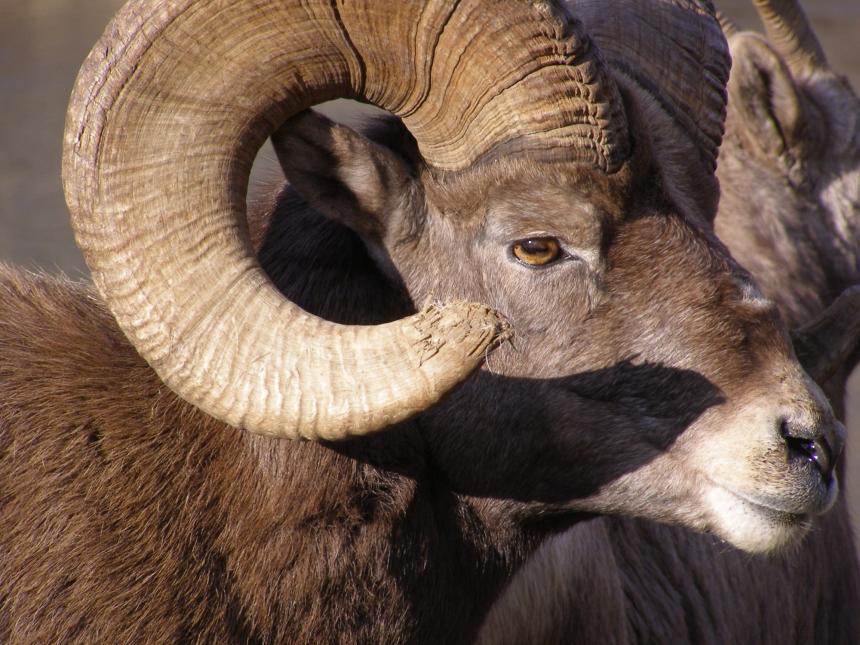 Bighorn sheep head in profile