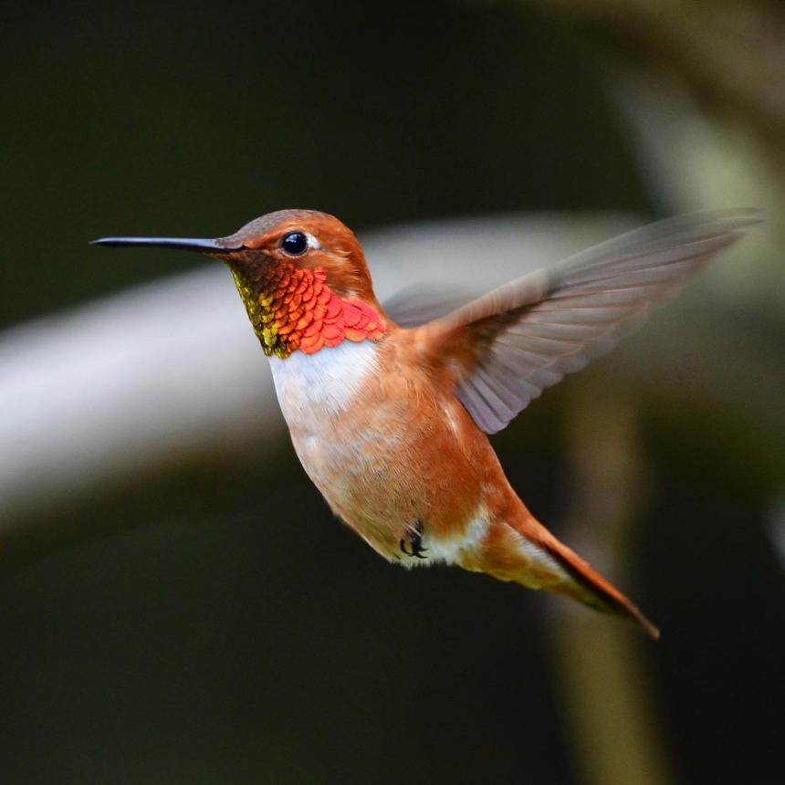 Hummingbird in flight