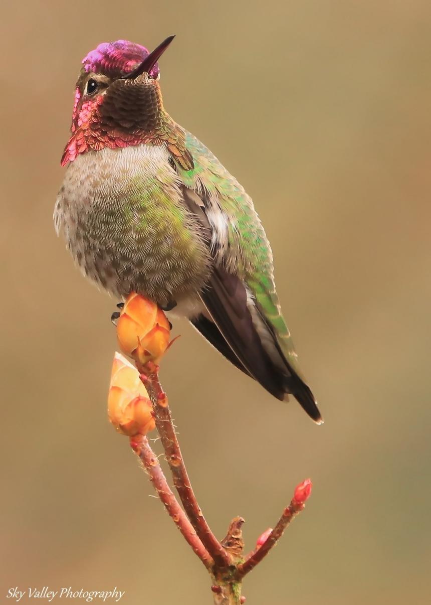 Hummingbird perched on a twig