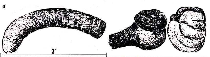 Drawing showing the differences between male and female turkey scat