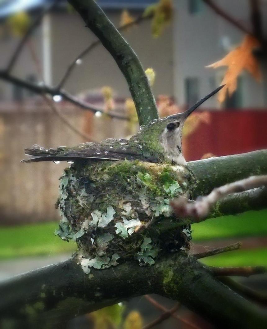 Mother hummingbird sits on her nest