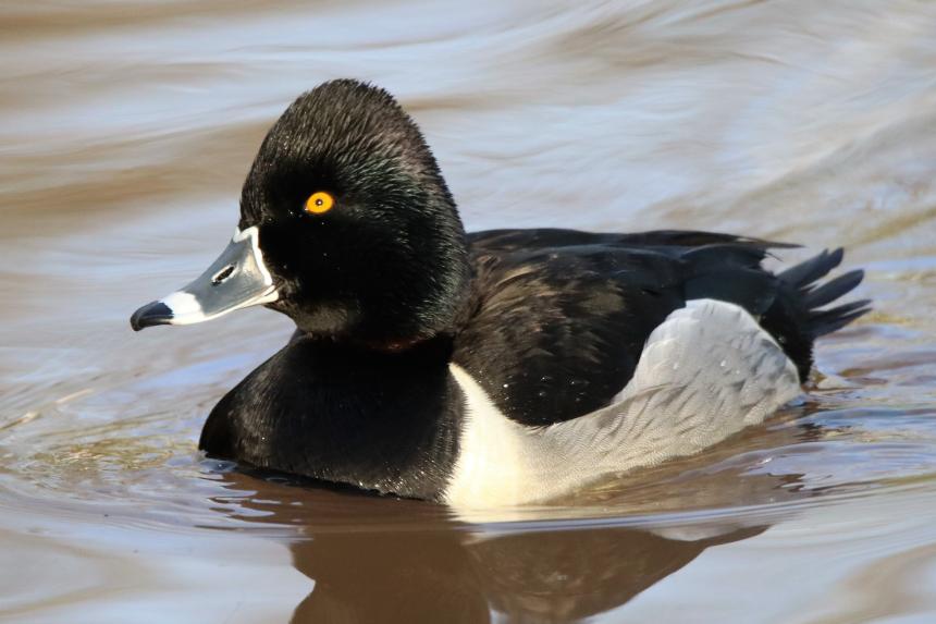 Ring-necked duck on water